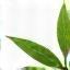 Retirement Planning Icon - growing plant
